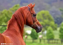 马洛卡勘察万分广大，皮特公行情回暖的简单介绍